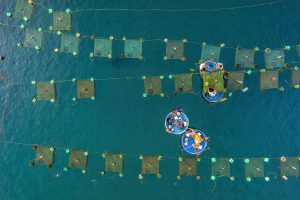 Nông nghiệp Việt Nam: Điểm sáng 2024 và triển vọng 2025