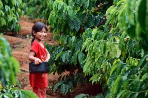 Xứ sở cà phê vào mùa lễ hội