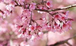 Rung cảm mùa xuân