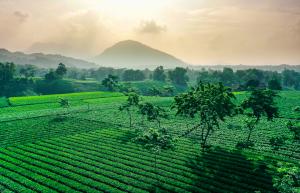 Theo gió ngàn phiêu lãng đất trà
