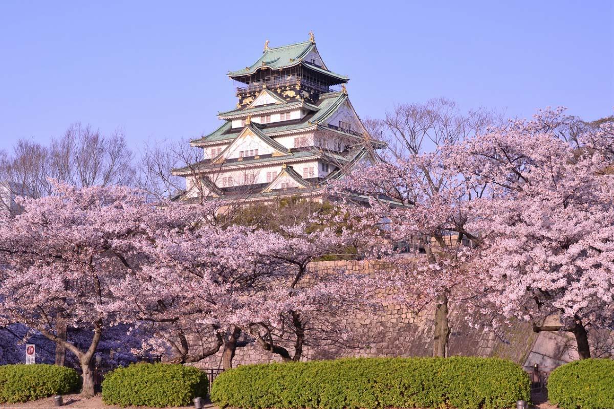 Lễ hội hoa anh đào ở Osaka thường diễn ra từ tháng 3 đến đầu tháng 5