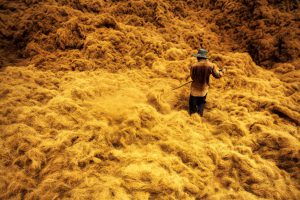 The Land of Coconuts