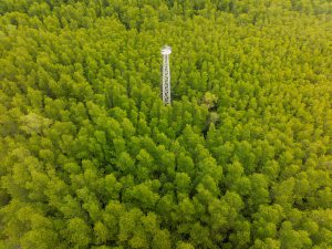 Ấp đảo xanh Thiềng Liềng