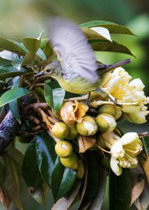 Vietnam’s “fruitful gold mines”