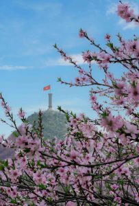 Flowers on the rocky mountains
