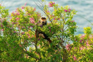 The “queen of primates” on Son Tra Peninsula