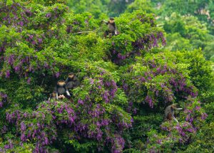 “Nữ hoàng linh trưởng” trên bán đảo Sơn Trà