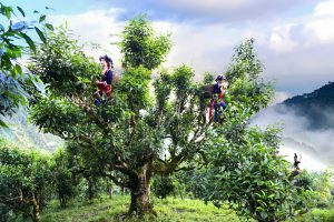 Hương chè trên đỉnh núi mây