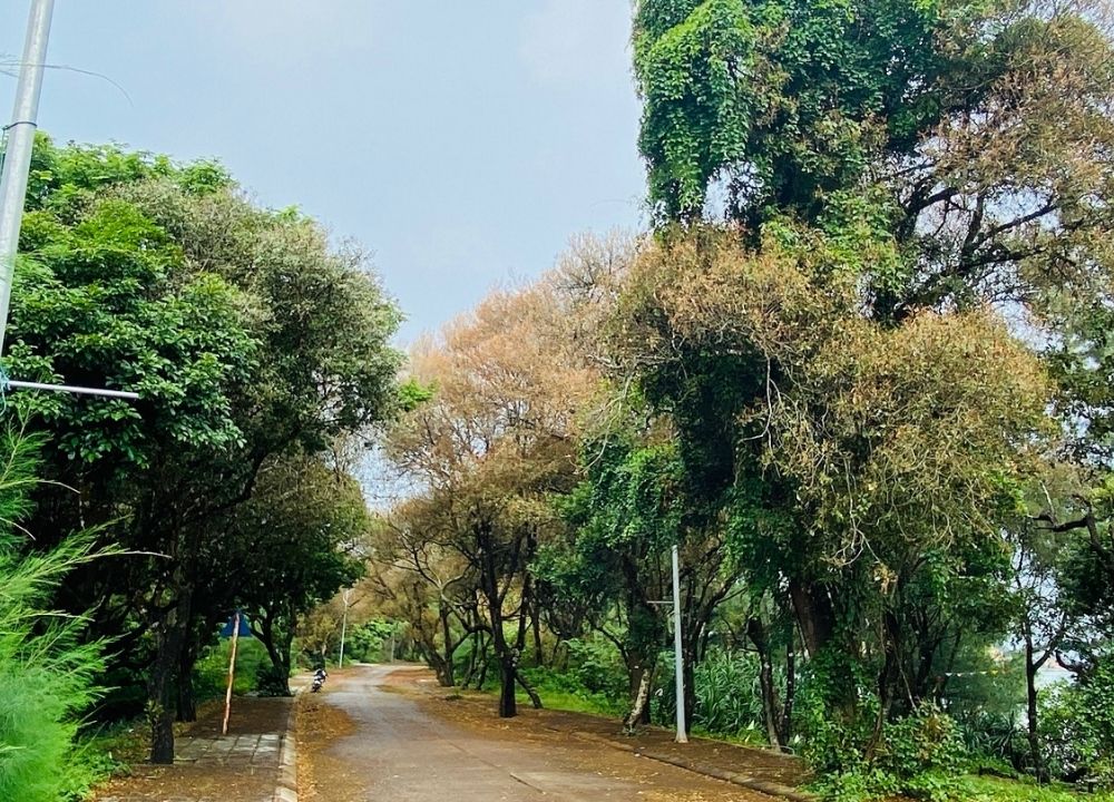 Rừng chõi nguyên sinh – “lá phổi xanh” hiếm có trong hệ sinh thái địa điểm du lịch Cô Tô