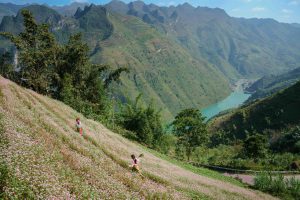 Trái tim xanh giữa miền đá tai mèo