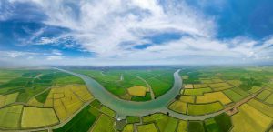 Hương lúa Hạc Hải gợi tình quê