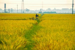 Khúc hát mùa vàng