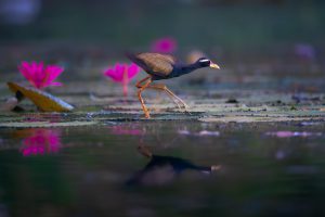 Những cánh chim trên Đồng Tháp Mười