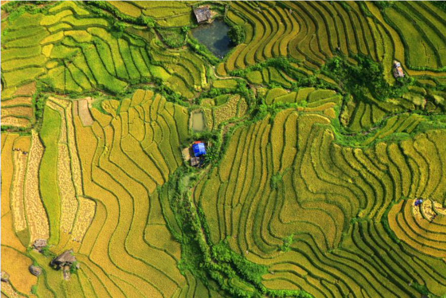 Mùa vàng ở Mù Cang Chải - du lịch mùa thu miền Bắc