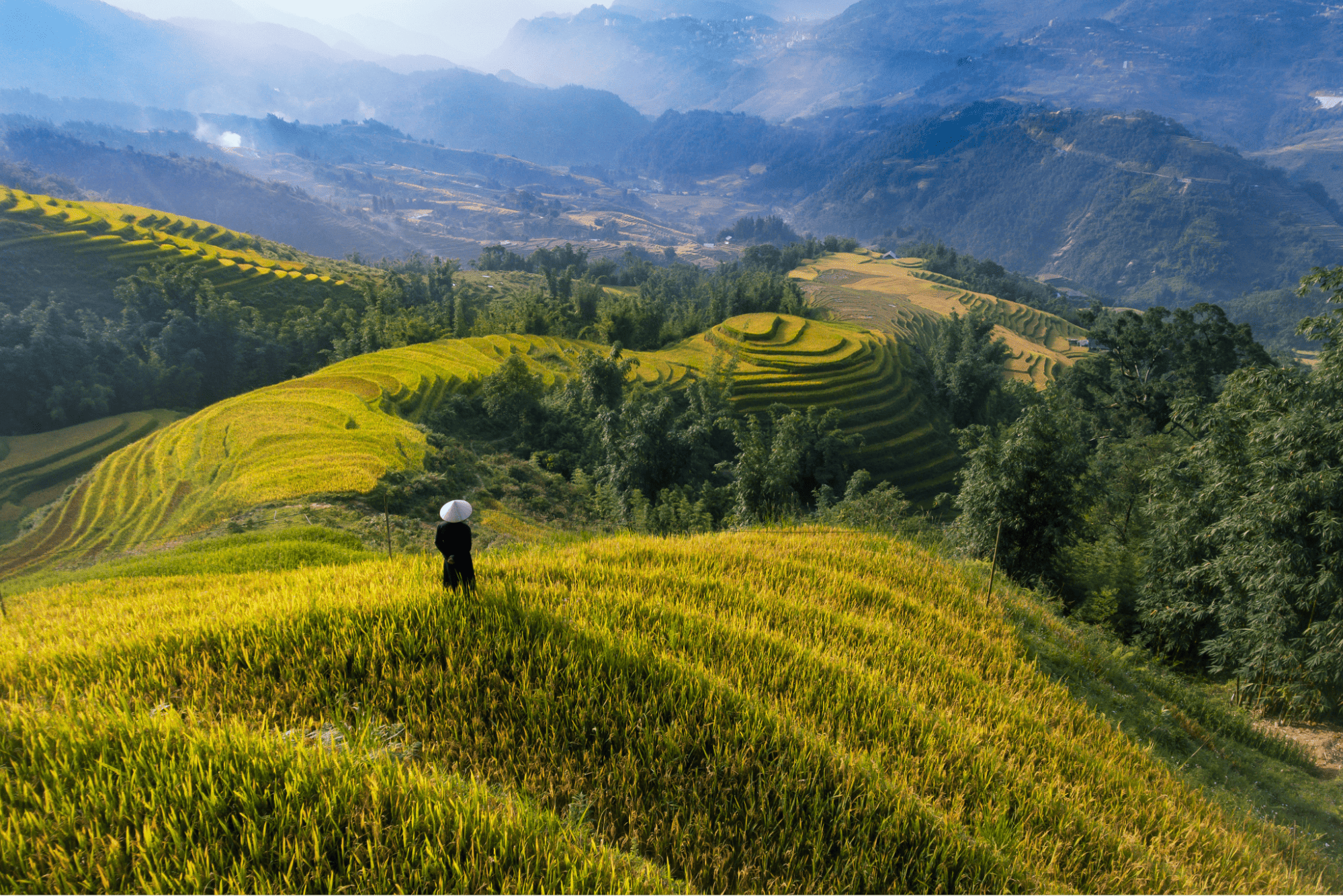 Những thửa ruộng bậc thang vàng óng dưới sương mỏng, tựa tranh thủy mặc tại Sapa