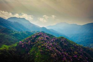 A lullaby of flowers and mountain wind
