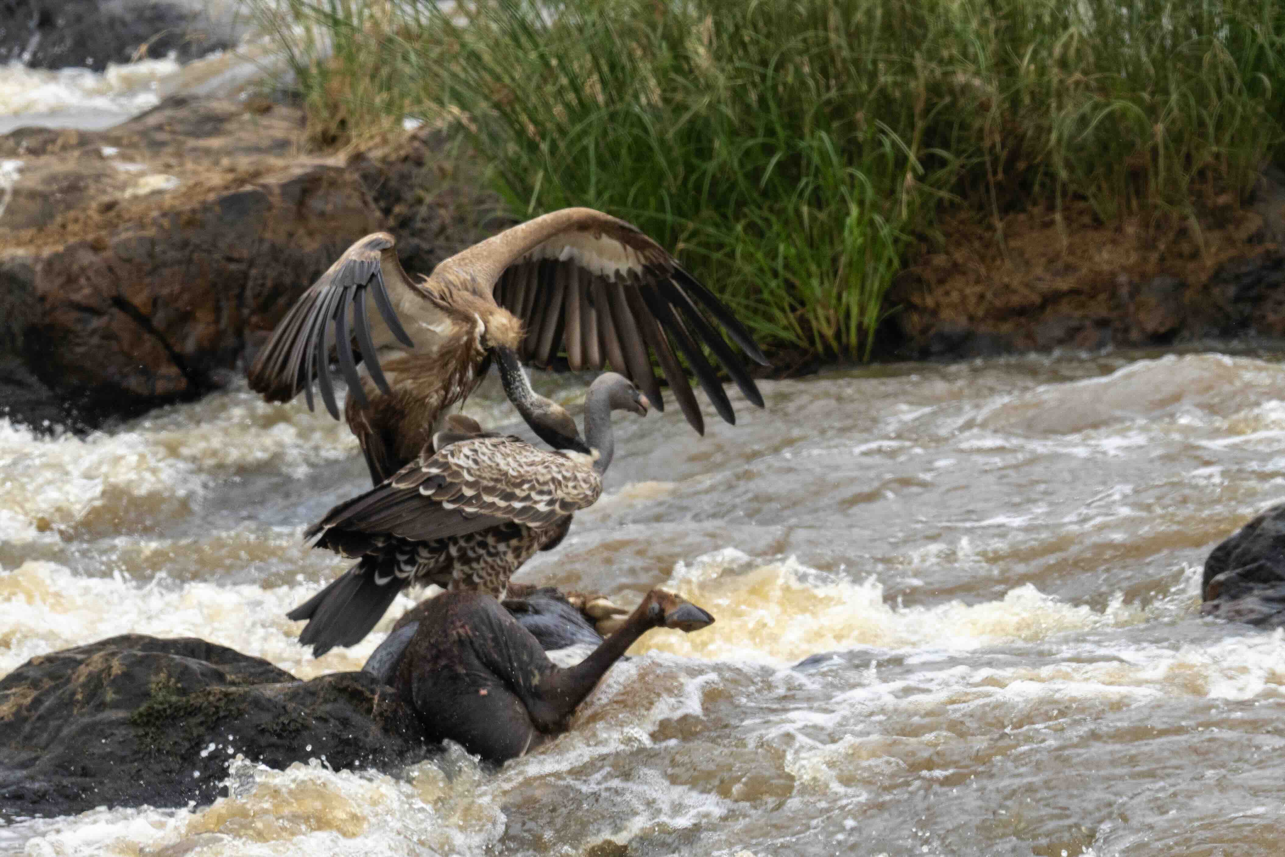 Khoảnh khắc sinh tồn
