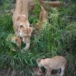 Khoảnh khắc sinh tồn