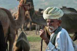 Follow the camels into the desert