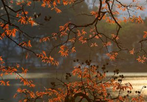 Four seasons in Hanoi