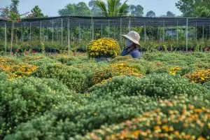 Rural roads to renewal