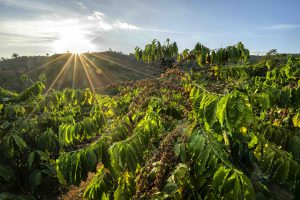 Vietnam’s rural revitalization