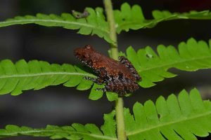 Cùng thiên nhiên hoang dã trên Tây Yên Tử