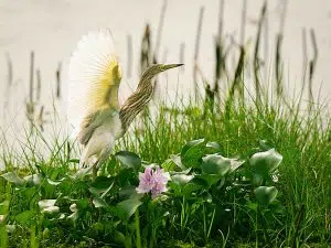 Trái tim ngập nước của rừng Cát Tiên