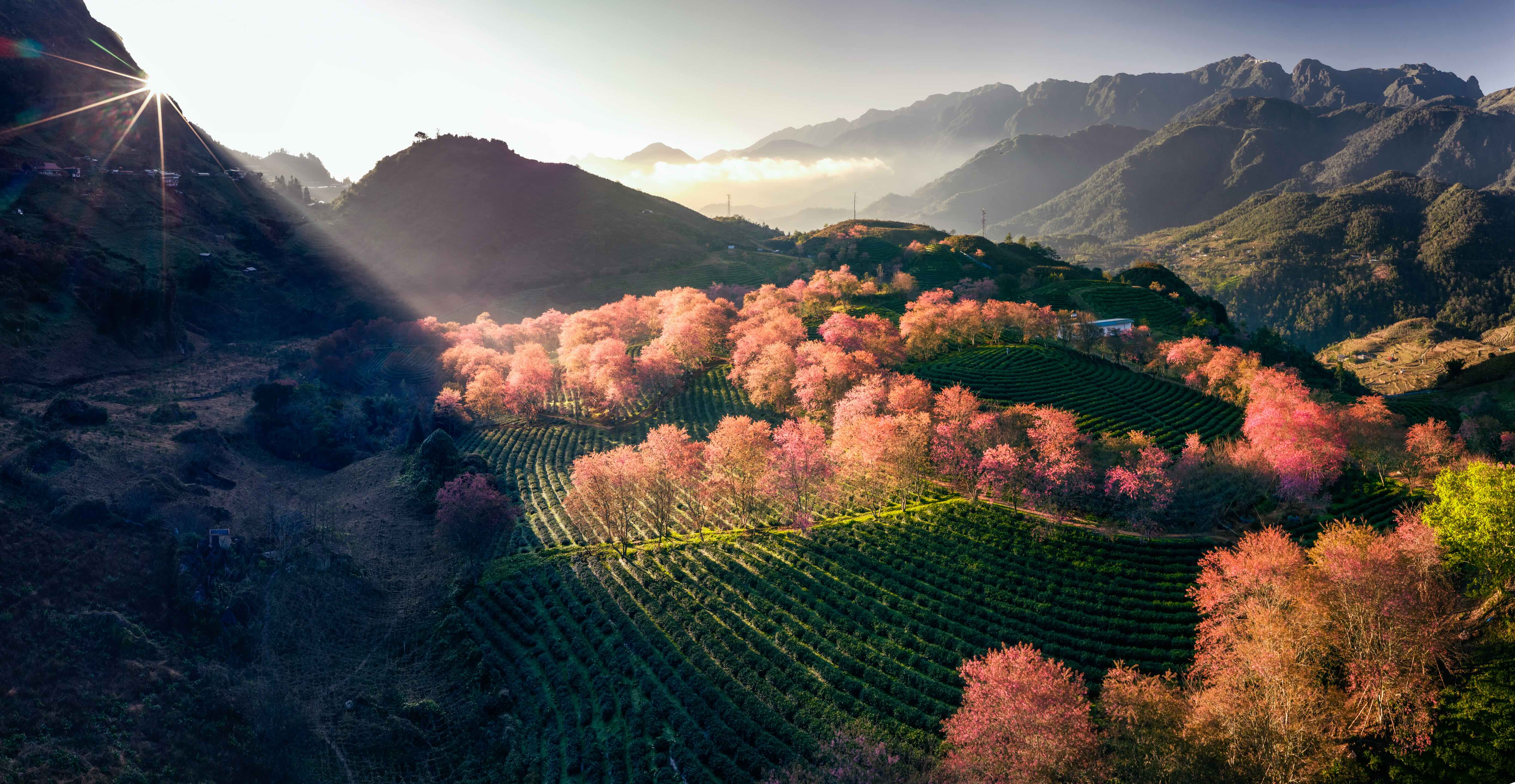 Nàng thơ báo xuân về