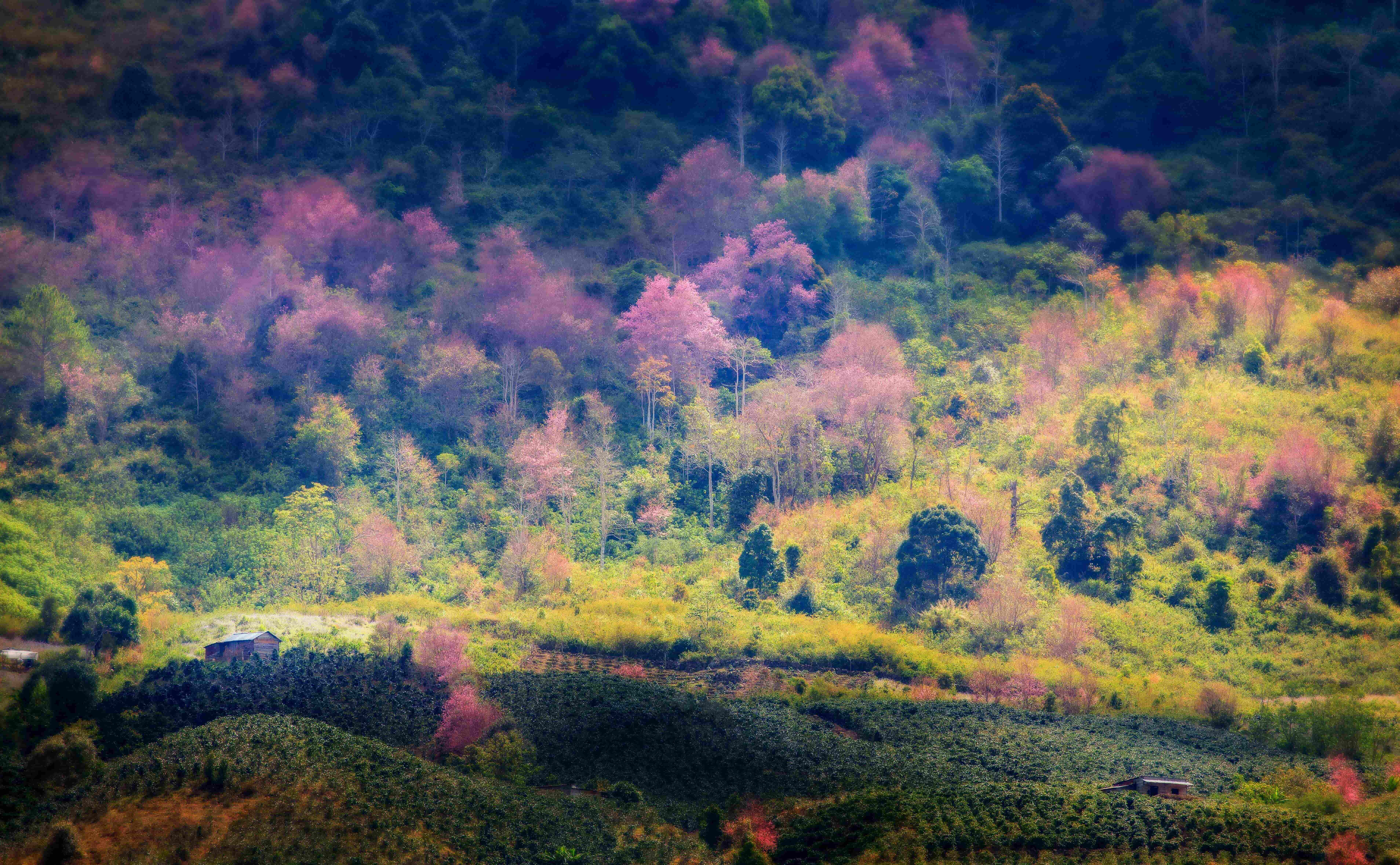 Nàng thơ báo xuân về