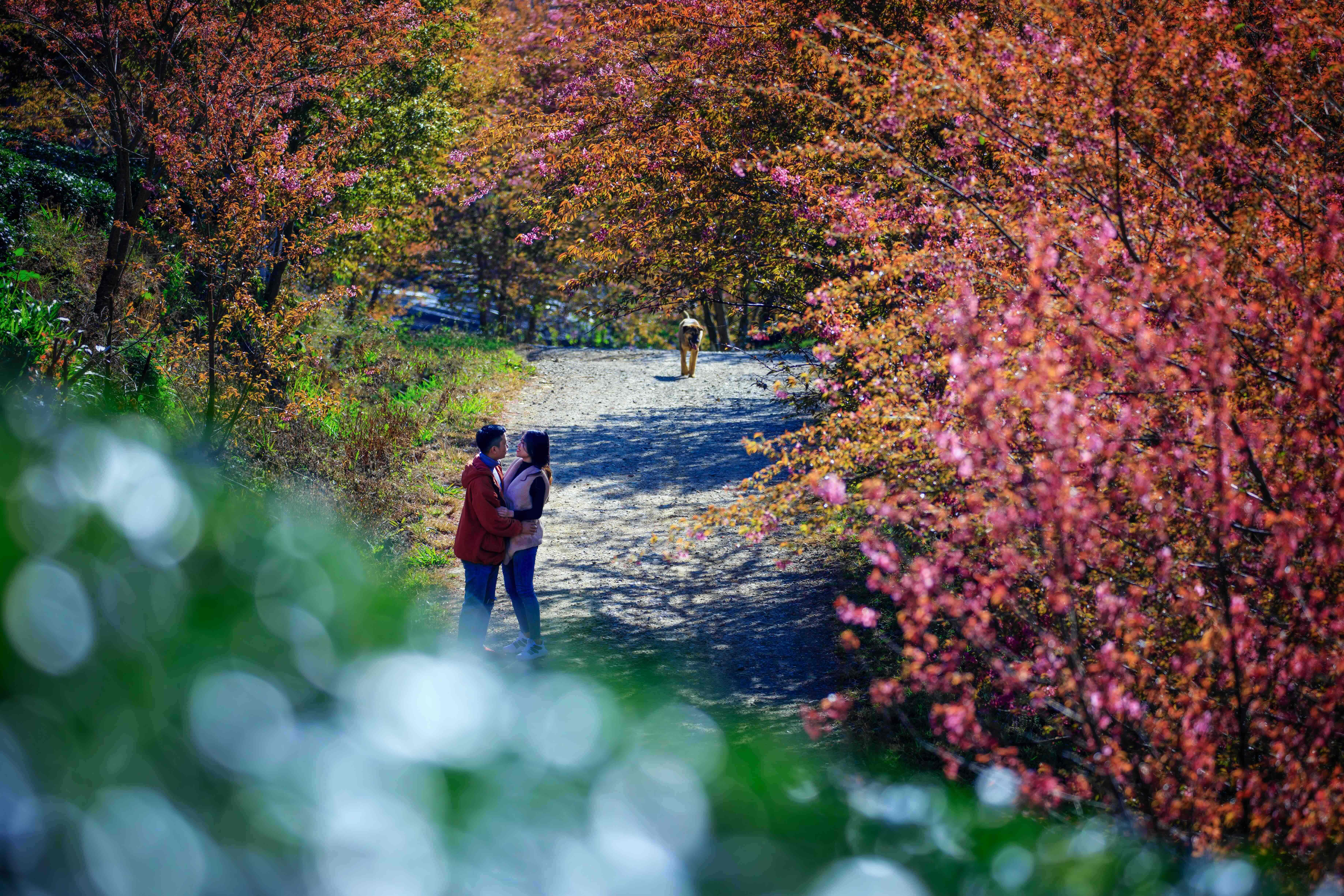 Nàng thơ báo xuân về