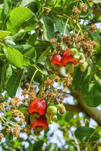 Rising to become an agricultural powerhouse