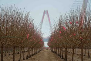 Nơi khởi nguồn sắc xuân Hà Nội