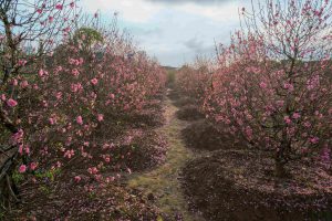 Where Hanoi’s spring begins