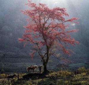 Linh vật của chuyển động và khát vọng