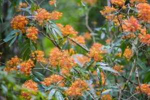 Cuối xuân về Phong Nha – Kẻ Bàng ngắm sắc vàng anh