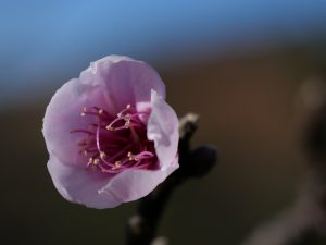 Xuân Sa Pa – Trekking trong biển mây và hoa