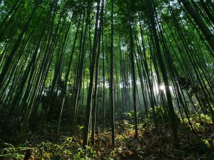 Trekking trong khúc giao mùa