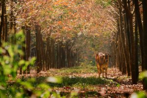 Khi rừng cao su thay lá