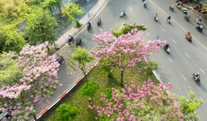 Mùa kèn hồng trong nắng vàng phương Nam