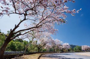 Chiêm ngưỡng vẻ đẹp Tây Bắc tại Lễ hội Hoa Ban Điện Biên