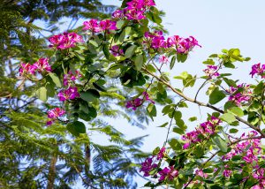 Hà Nội mùa hoa tháng 3