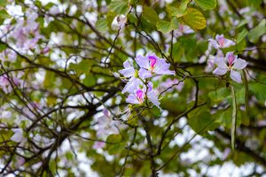 Hoa ban tháng Ba: Nét thơ giữa lòng Hà Nội