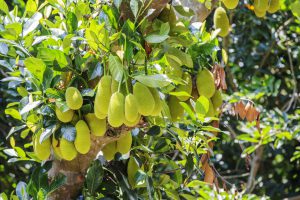 From home gardens to global growth