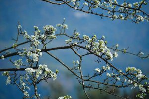 Cuộc hẹn mùa xuân với hoa lê Hồng Thái
