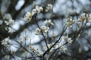 Miền hoa trong trẻo và dịu dàng ở Nậm Nghiệp