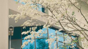 Phải lòng Hà Nội qua sắc hoa sưa