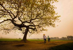 Village roots