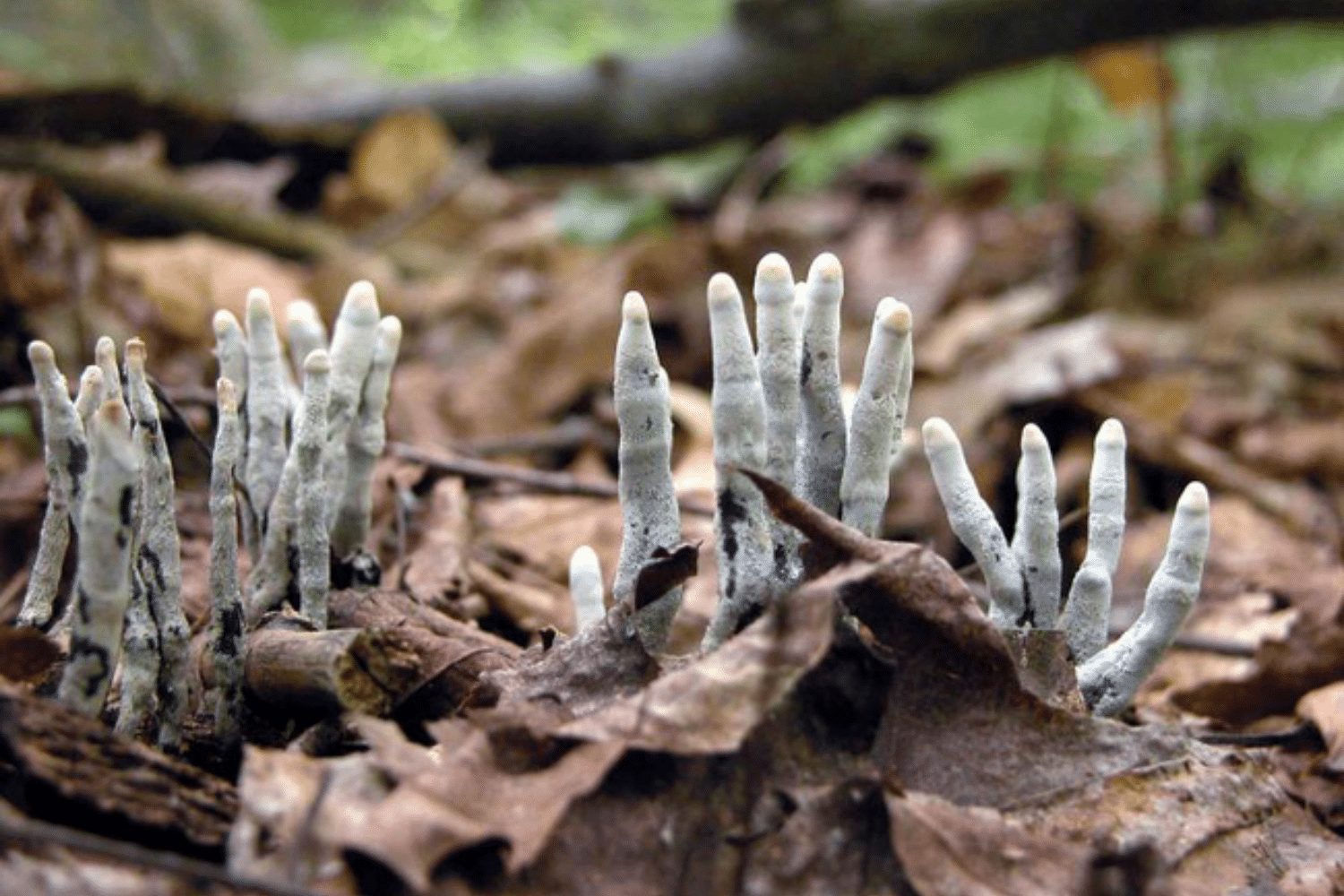 Phimtailieuthiennhien 1