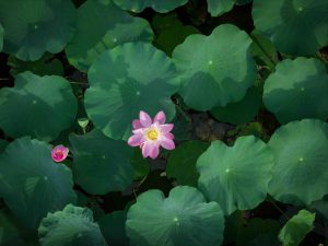 Tháng 5: Về Nghệ An nghe hương sen kể chuyện